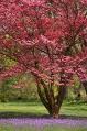 dogwood tree